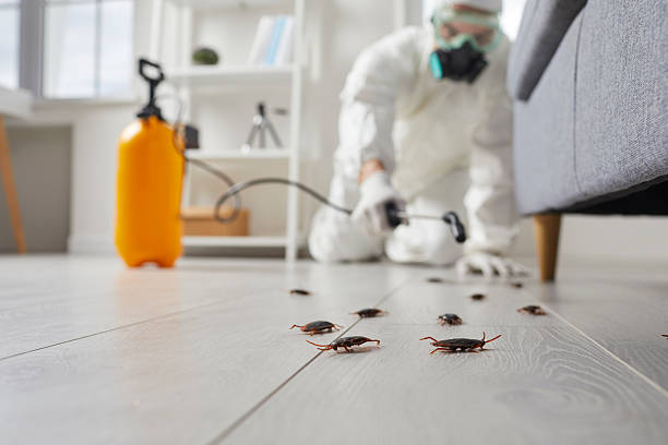 Post-Treatment Bed Bug Interceptor Monitoring in Seagoville